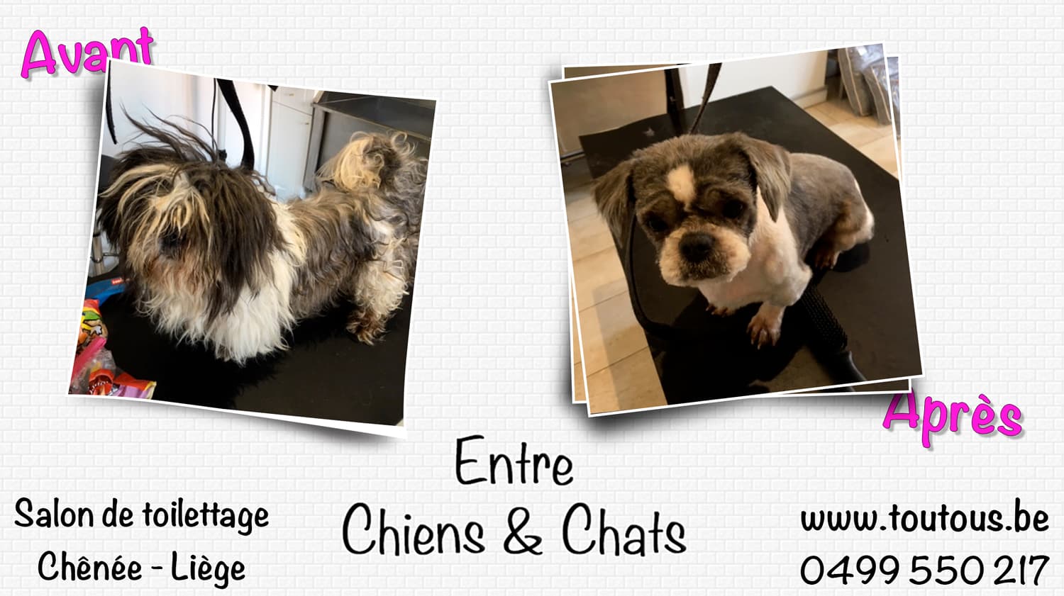 Avant/Après toilettage - Transformation 2